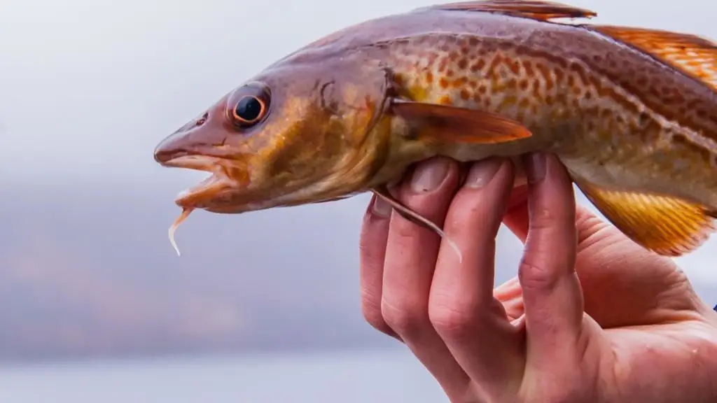 Torskefisk: fordele og skader, kalorier, sammensætning af vitaminer og mineraler, næringsværdi og kemisk sammensætning. Sådan tilberedes lækker torsk