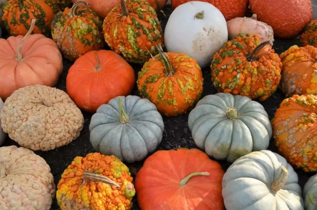 Nutritional value of pumpkin and chemical composition