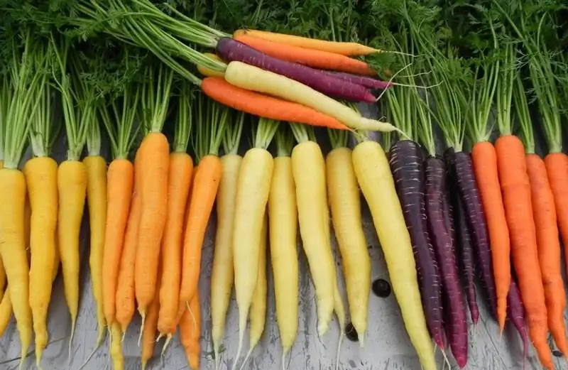 Different varieties of carrots