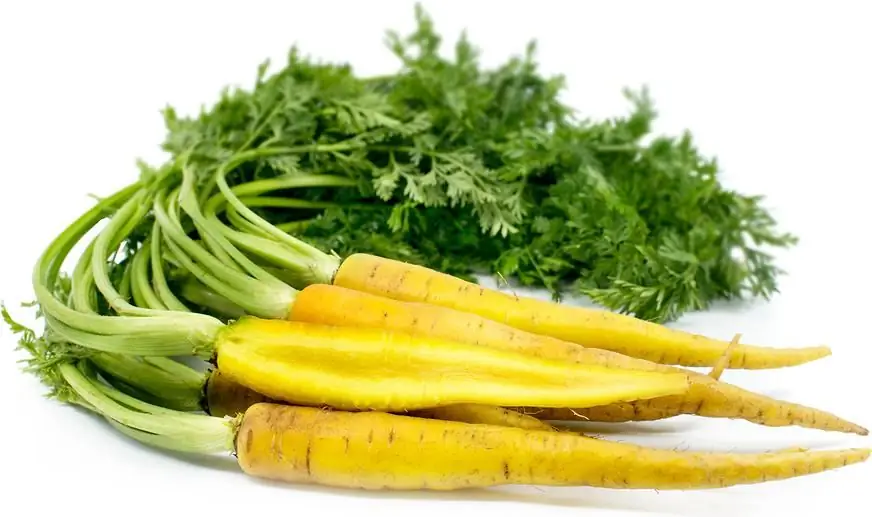 yellow carrot