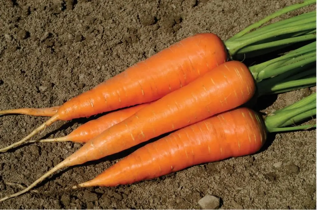 Carottes : description des variétés, propriétés utiles, composition chimique et teneur en calories