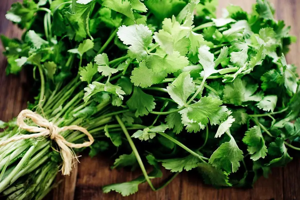 Sallata me cilantro: Gatimi i ushqimeve çuditërisht të shijshme dhe të thjeshta