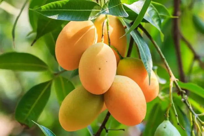 paano mag-imbak ng mangga sa bahay