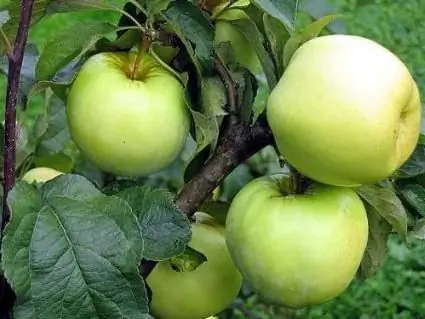 Hälsofördelar med äpplen. Fördelarna med bakade och färska äpplen för kroppen