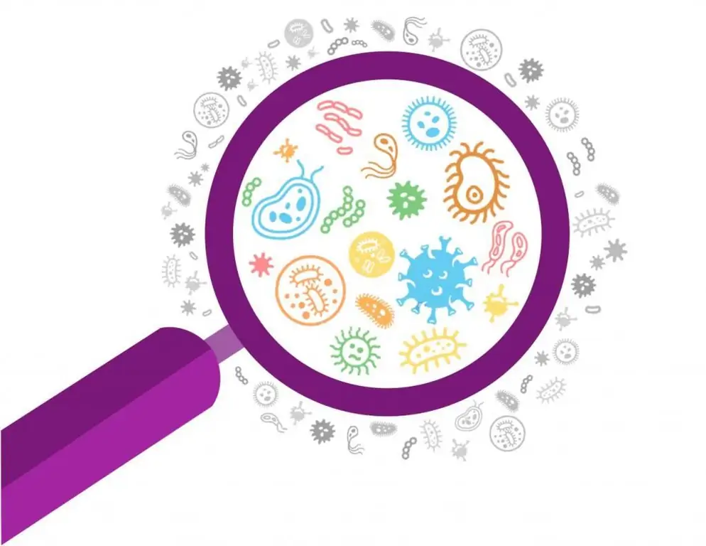 alimentos que causan fermentación en el estómago y los intestinos