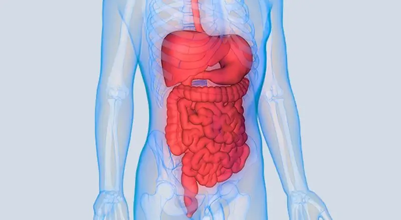 lista de alimentos que provocan fermentación en los intestinos