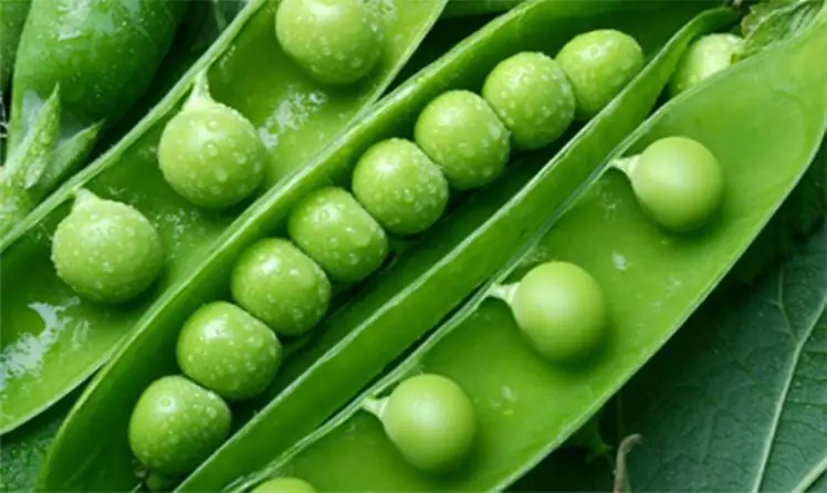 How much to cook frozen green peas: cooking time, types of freezing, benefits and harms, tasty and he althy recipes