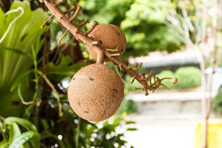 ang mga benepisyo ng walnut para sa katawan ng isang babae