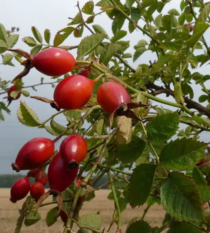 Quantes vegades pots preparar rosa silvestre: propietats útils, el procediment per preparar una decocció