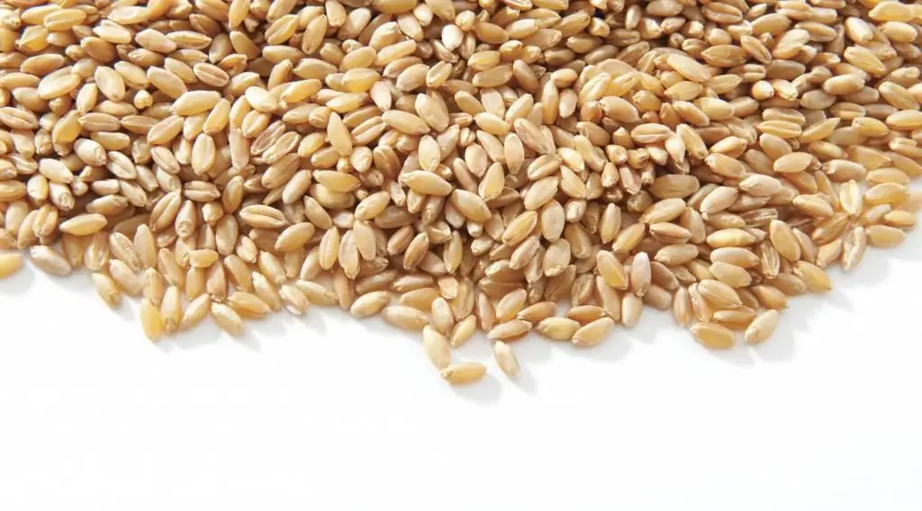 composizione chimica del grano germinato