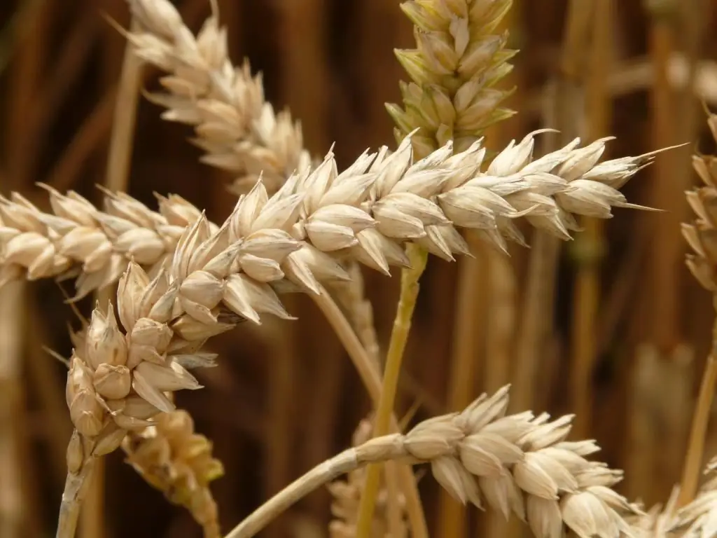 composizione chimica del grano duro