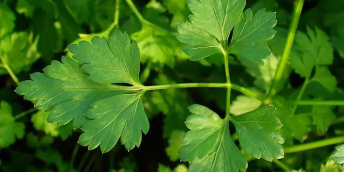 Posušen cilantro: uporaba pri kuhanju in zdravljenju telesa