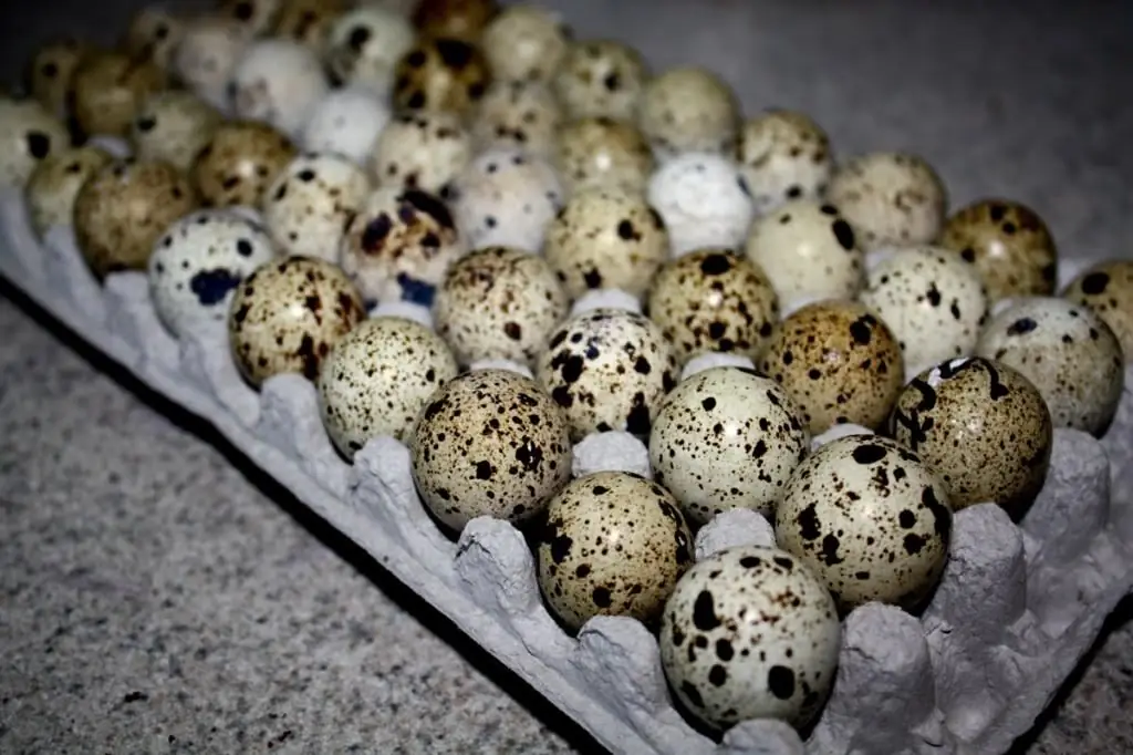 Adakah terdapat salmonella dalam telur puyuh? Mitos tentang telur puyuh