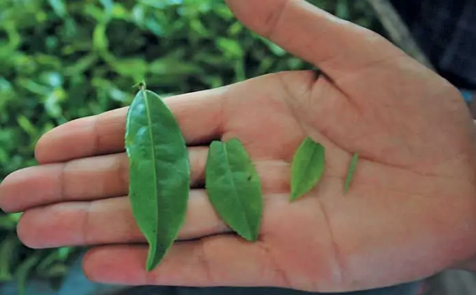 diferentes hojas para el té