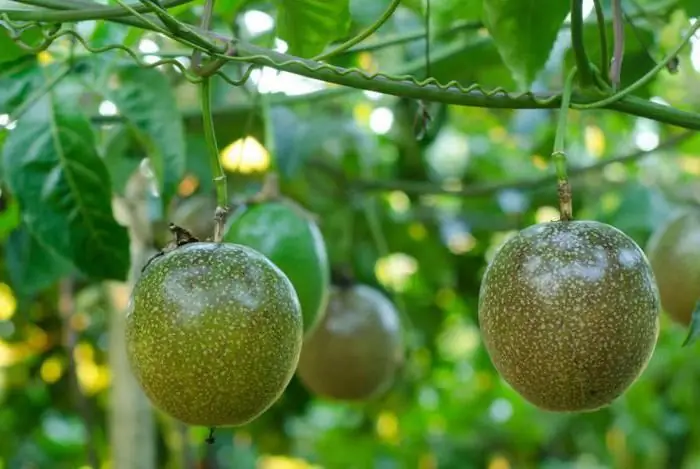 Fruti i pasionit: veti të dobishme dhe kundërindikacione, foto