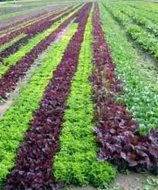 Laitue frisée : types et avantages