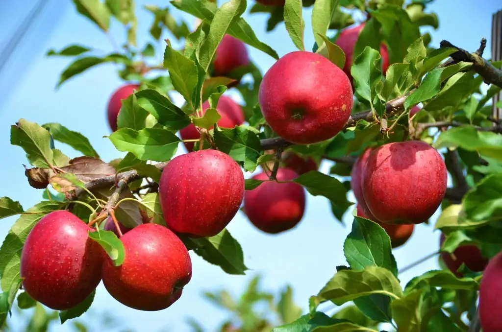 Sour apples: what are useful and what to cook from them