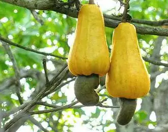 kacang india