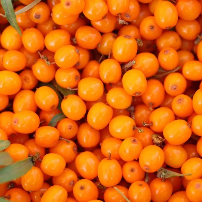 Sea buckthorn wakati wa kunyonyesha: mali muhimu, viwango vya matumizi, athari kwa mwili na vikwazo