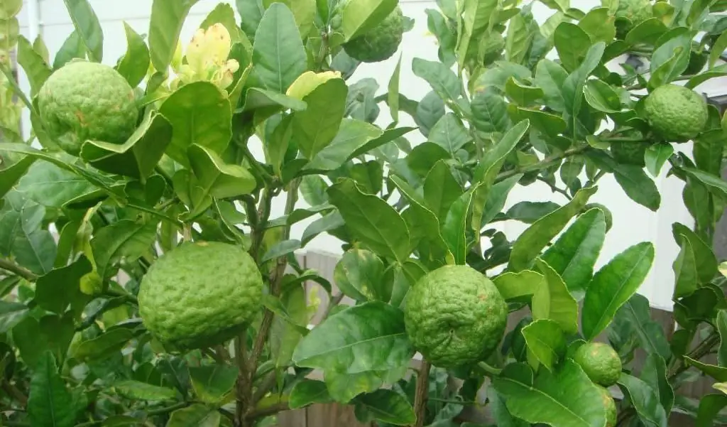 kaffir lime