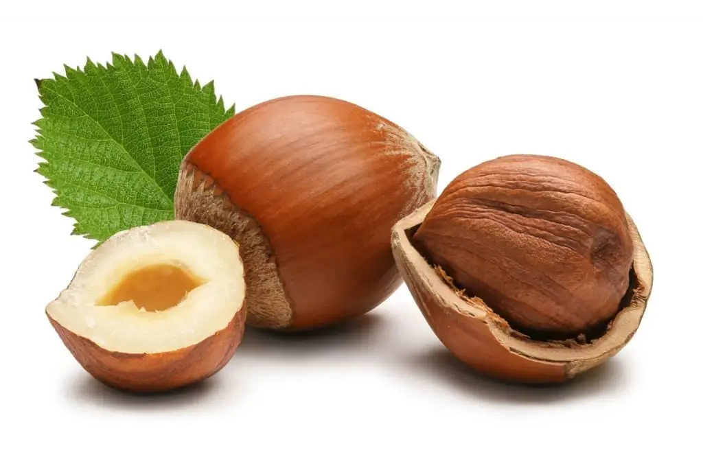 Hazelnut semasa menyusu