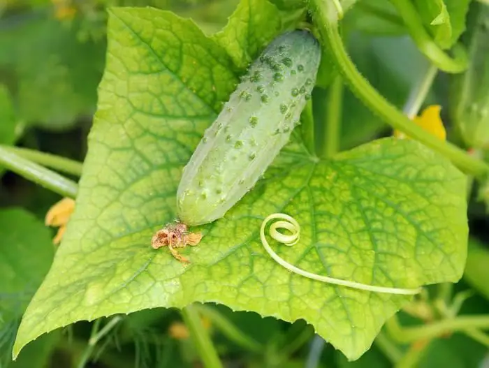 Ano ang lutuin mula sa mga sariwang pipino para sa taglamig, maliban sa mga salad? Ano ang maaaring lutuin mula sa sariwang mga pipino at mga kamatis para sa hapunan: mga recipe Ano ang lutuin mula sa mga sariwang pipino para sa taglamig, maliban sa mga salad? Ano ang maaaring lutuin mula sa sariwang mga pipino at mga kamatis para sa hapunan: mga recipe