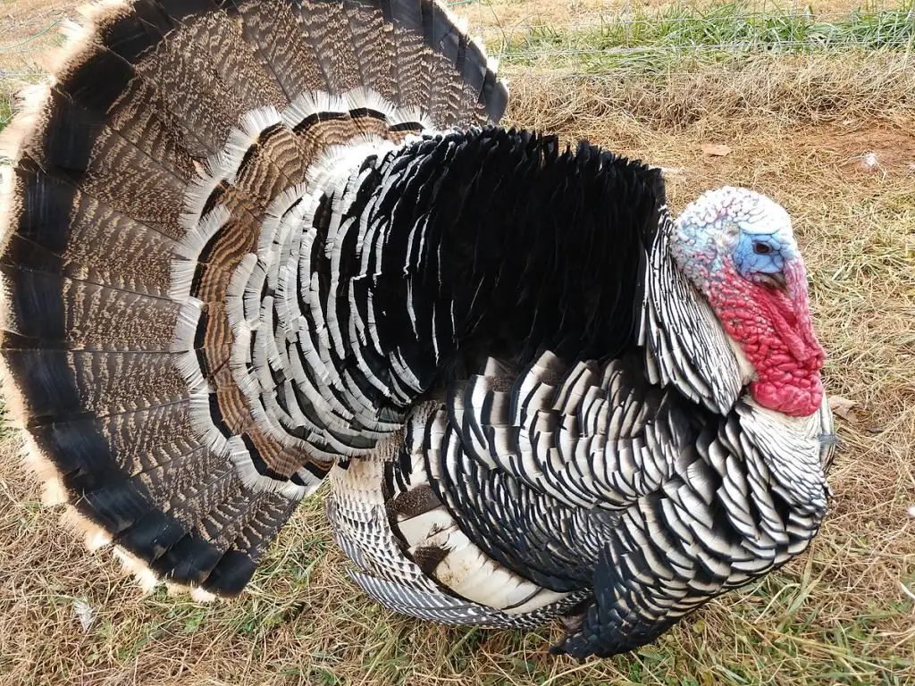 Turkey tail - what is it, what part? Turkey Dishes - Simple and Delicious Recipes