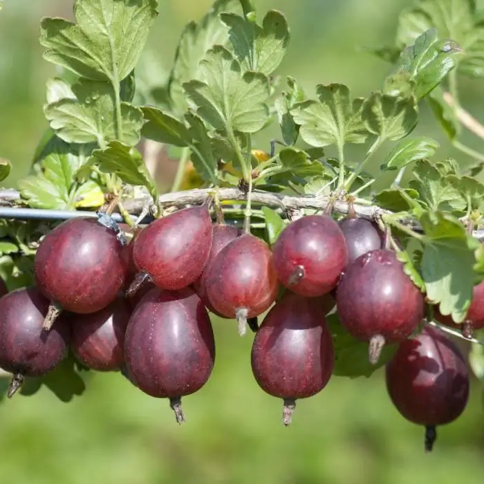 Paano i-freeze ang mga gooseberry para sa taglamig?