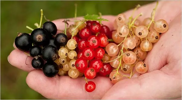 verschiedene Johannisbeeren