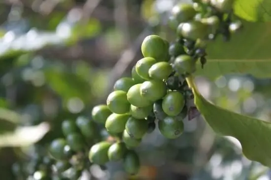 Café "Mins" para perda de peso: comentários, preço, composição, benefícios e contra-indicações