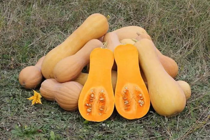 Zucca moscato: varietà, proprietà, benefici e danni. Cosa cucinare con la zucca