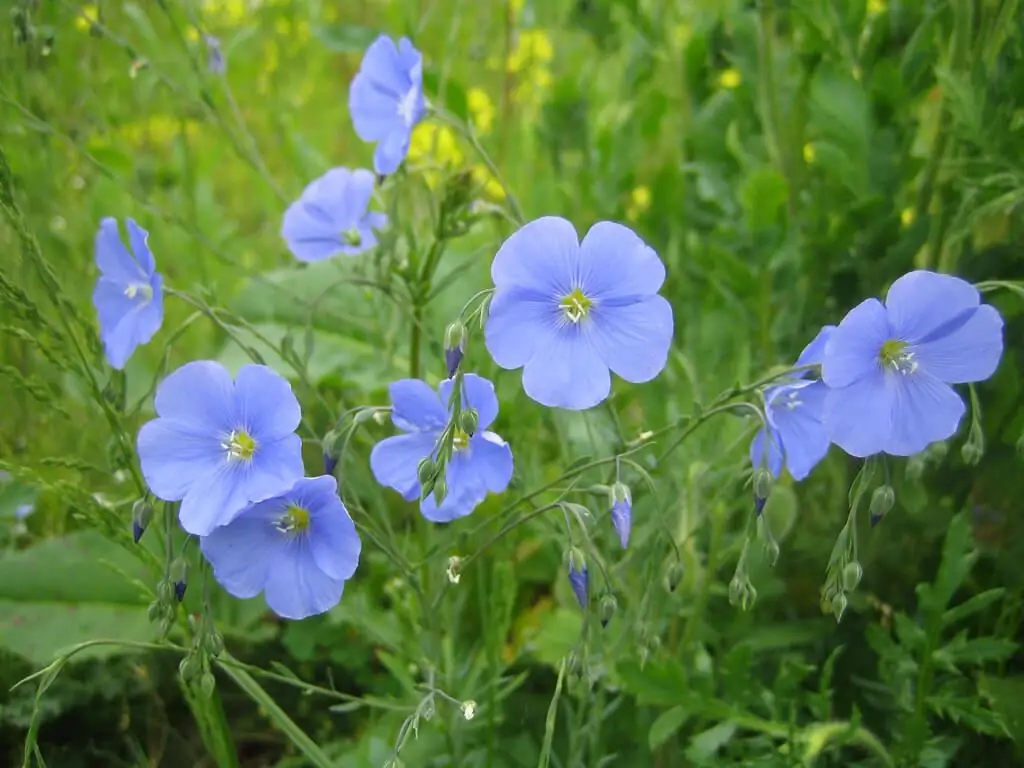 flowering flax