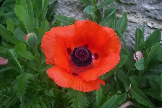 Ang mga benepisyo at pinsala ng poppy. Mga buto ng poppy: mga benepisyo at pinsala. Ang pagpapatuyo gamit ang mga buto ng poppy: mga benepisyo at pinsala Ang mga benepisyo at pinsala ng poppy. Mga buto ng poppy: mga benepisyo at pinsala. Ang pagpapatuyo gamit ang mga buto ng poppy: mga benepisyo at pinsala