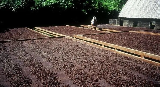 Cacao (bevande): produttori. Bevande dal cacao in polvere: ricette