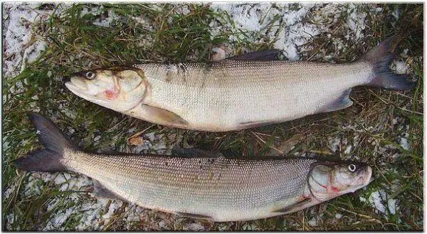 peixe branco que tipo de peixe