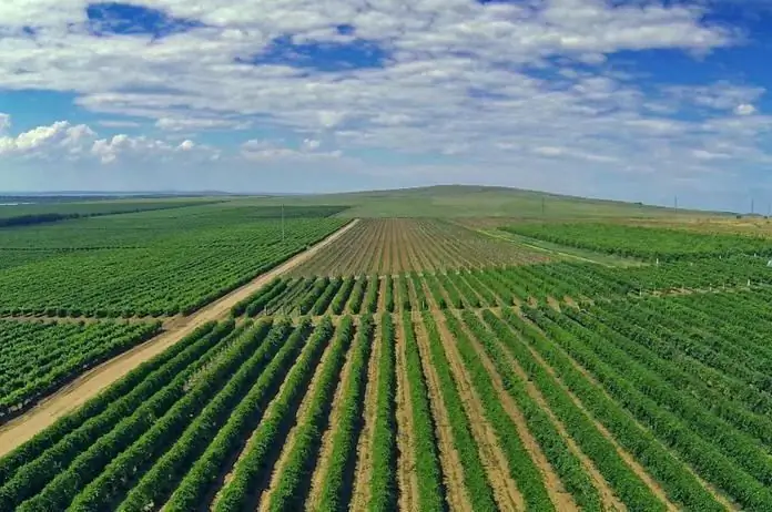 les meilleurs vins du territoire de Krasnodar