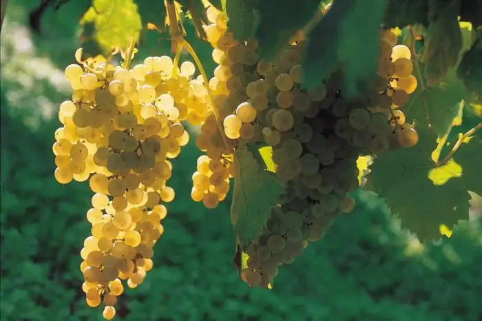 Comment faire du cognac à la maison à partir de raisins et de clair de lune