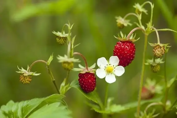 Strawberi di taman