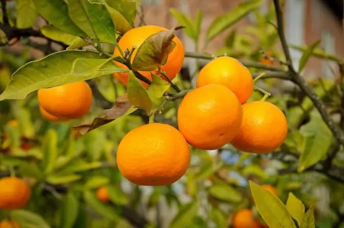 Abkhazian tangerines: harvest season. Abkhazian tangerines: reviews