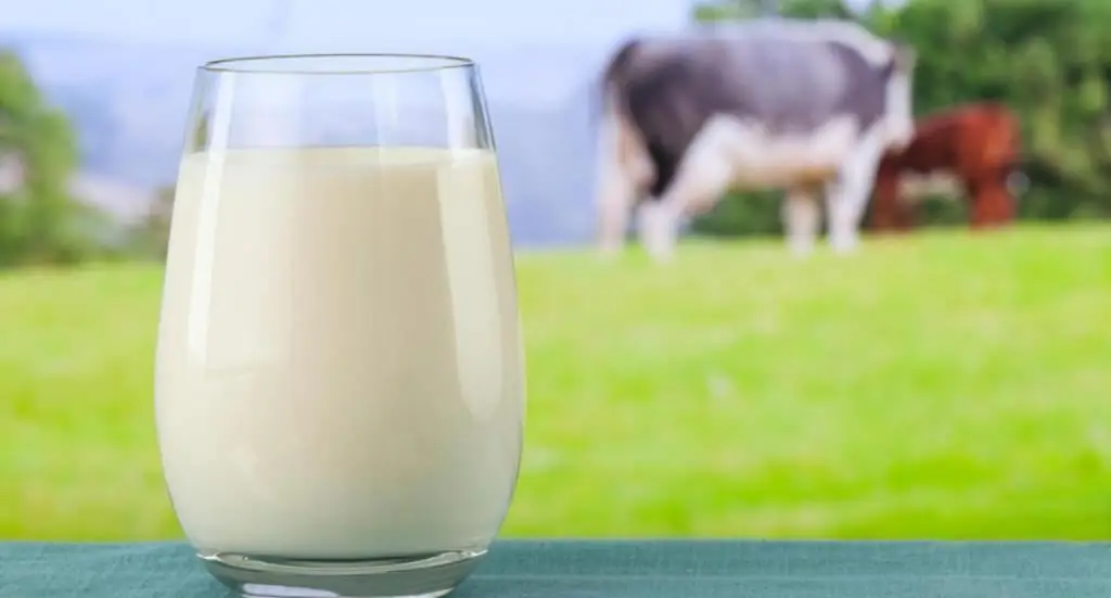 Glycemic index of milk and dairy products. Cow's milk: benefits and harms