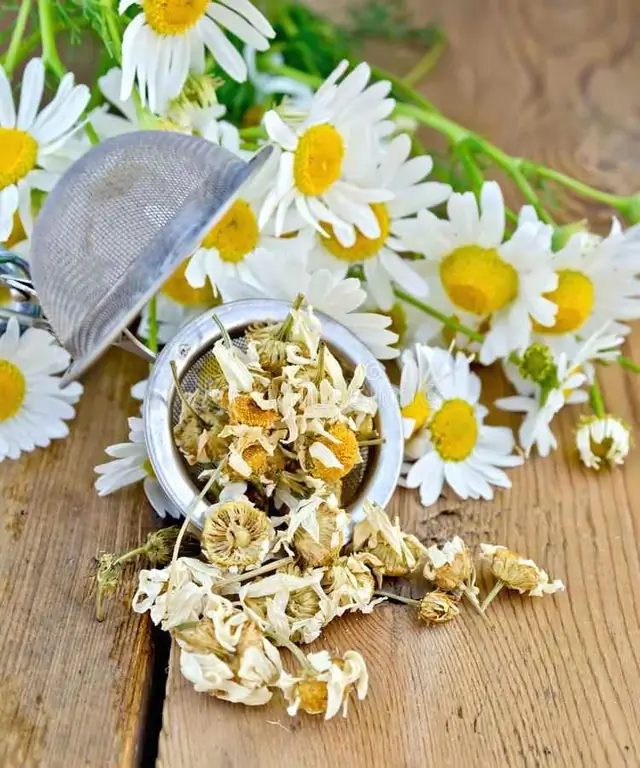 Kamillebloemen: kun je het als thee drinken?