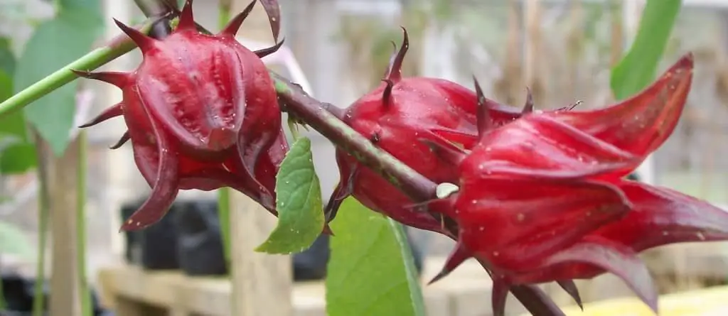 hibiskusknoppe