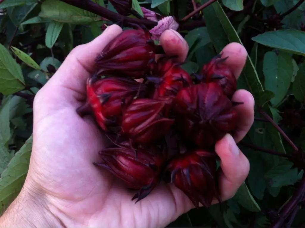 Hibiscus bud չափը