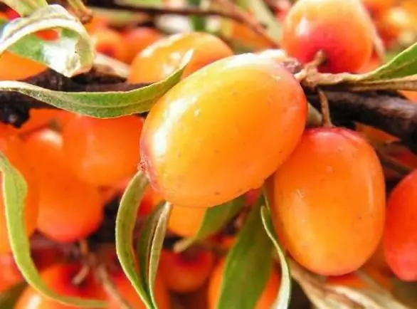 Jeli ya bahari ya buckthorn: mapishi yenye picha