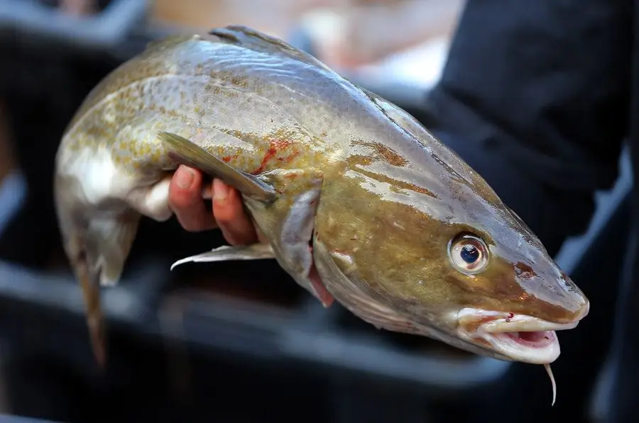 Cod është Përshkrimi, fotografia, klasifikimi, përfitimet për njerëzit, veçoritë e mbarështimit, vezët, riprodhimi dhe veçoritë e gatimit