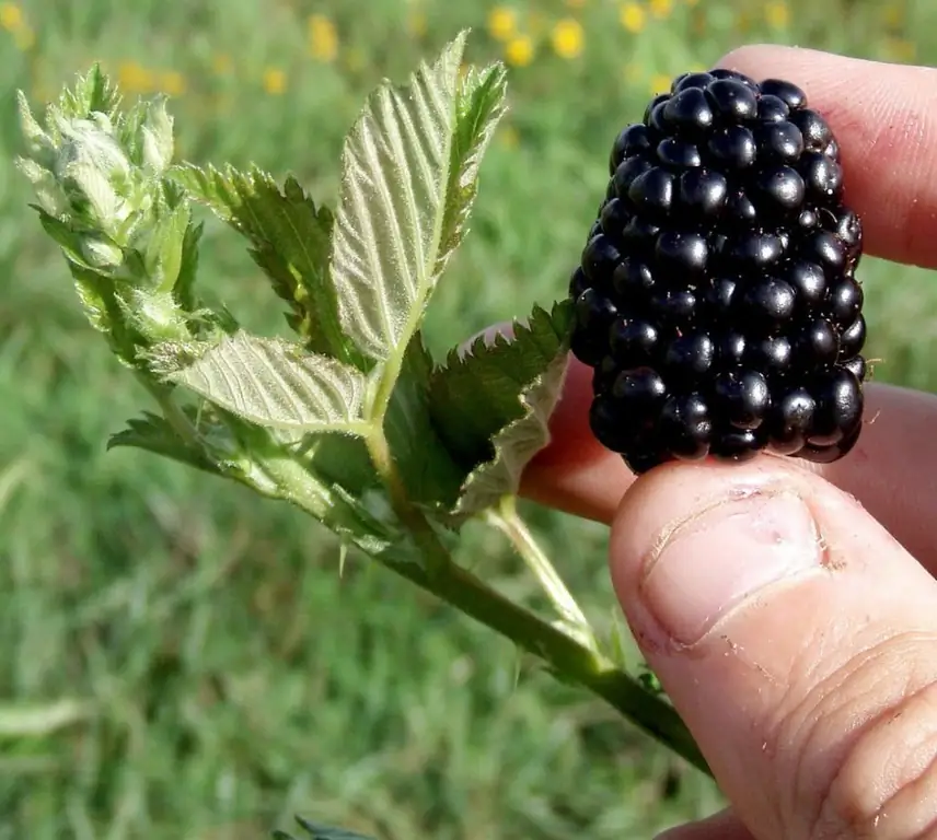 Los beneficios y daños de las moras