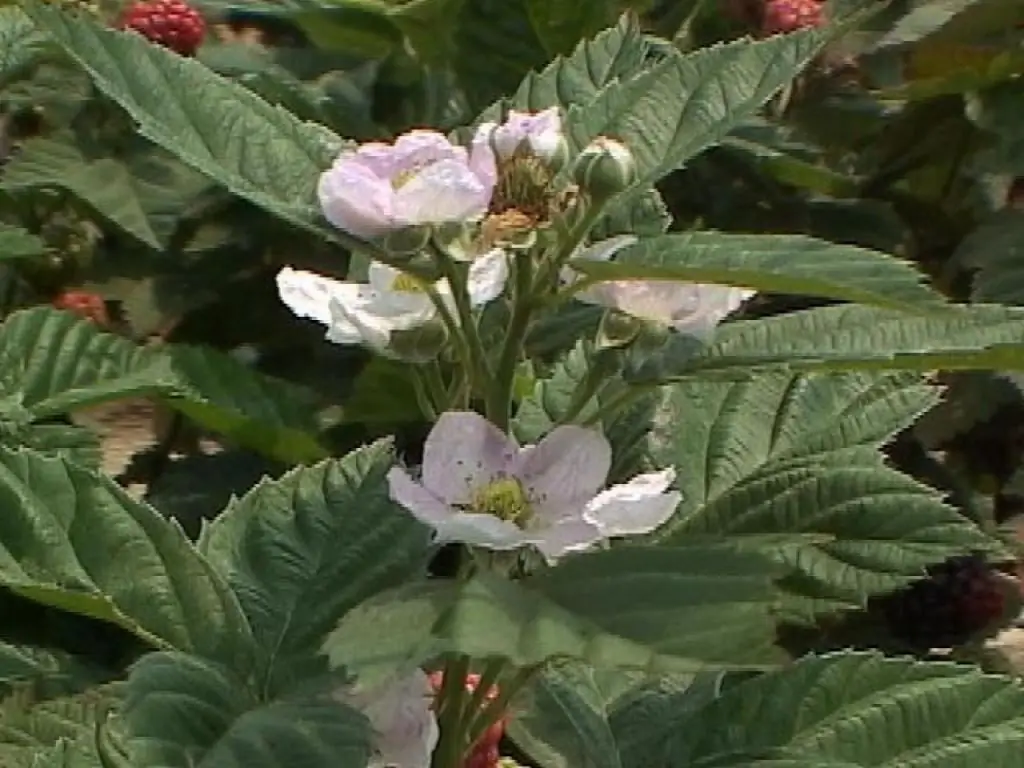 bjørnebærblomst