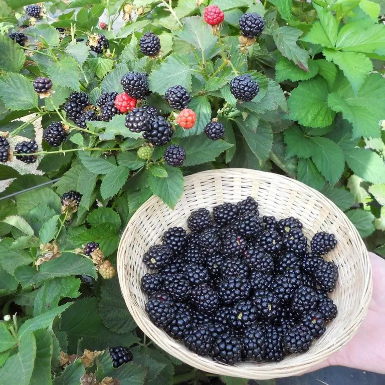 nützliche Eigenschaften und Kontraindikationen von Brombeeren