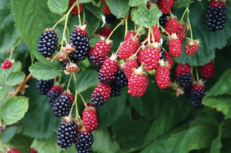 Berries dan daun blackberry: khasiat dan kontraindikasi yang berguna