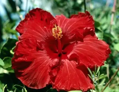 Kam un kādos gadījumos vajadzētu lietot hibiskus. Derīgās īpašības un kontrindikācijas